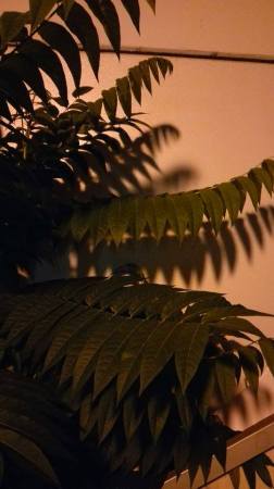 19987350_1230717107032740_1428336142_n